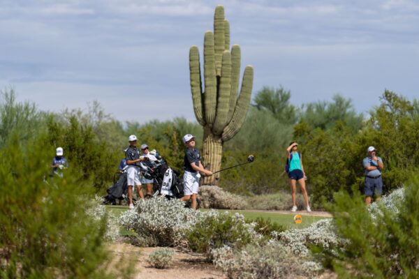 Saguaro