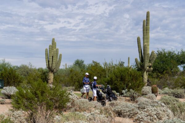 Saguaro II